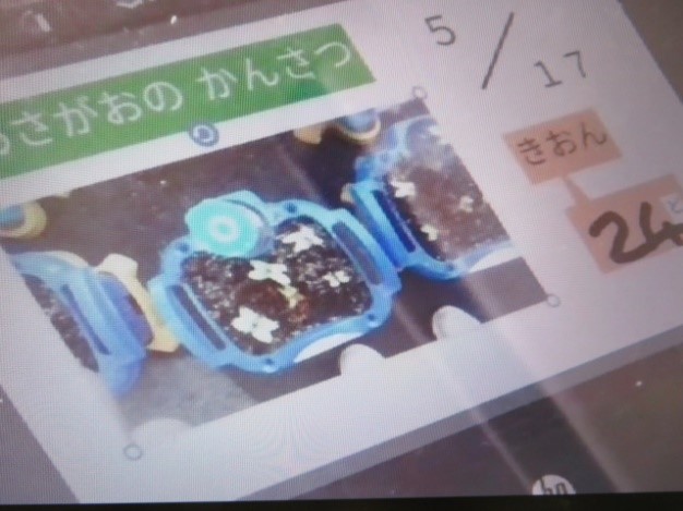 あさがおをそだてよう